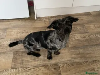 Mixed Breed dogs Pom-weenie. - Advert 1