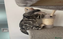 Bengal cats for sale: 🏡Stunning Tica registered Bengal Kittens  🐾 - Image 38