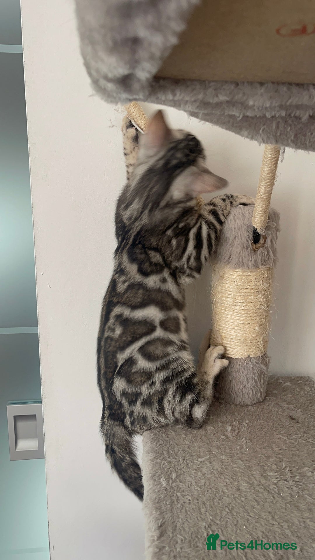 Bengal cats for sale: 🏡Stunning Tica registered Bengal Kittens  🐾 - Image 38