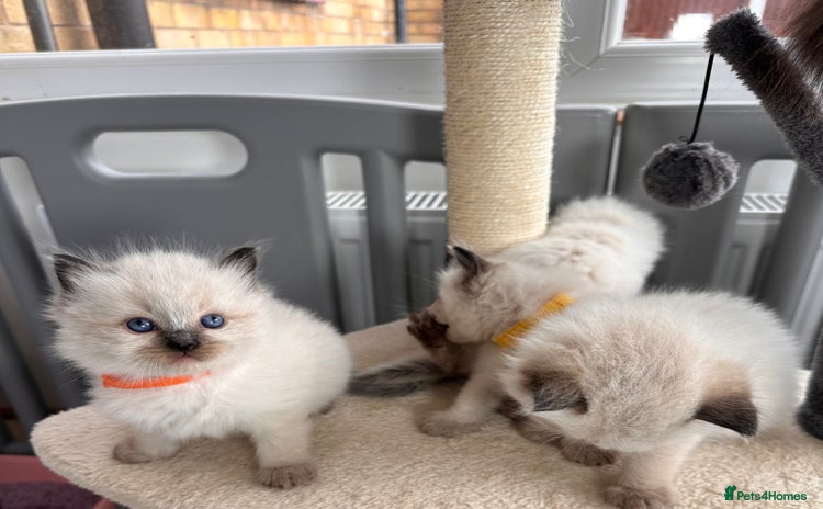 Ragdoll cats - Advert 1