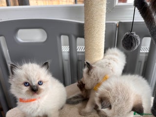 Ragdoll cats - Advert 1