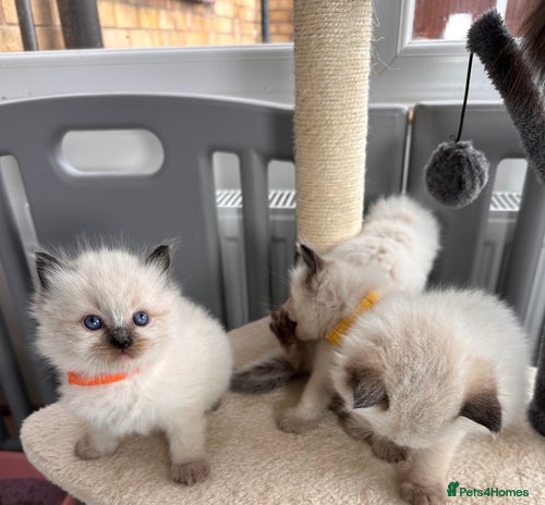 Ragdoll cats - Advert 1