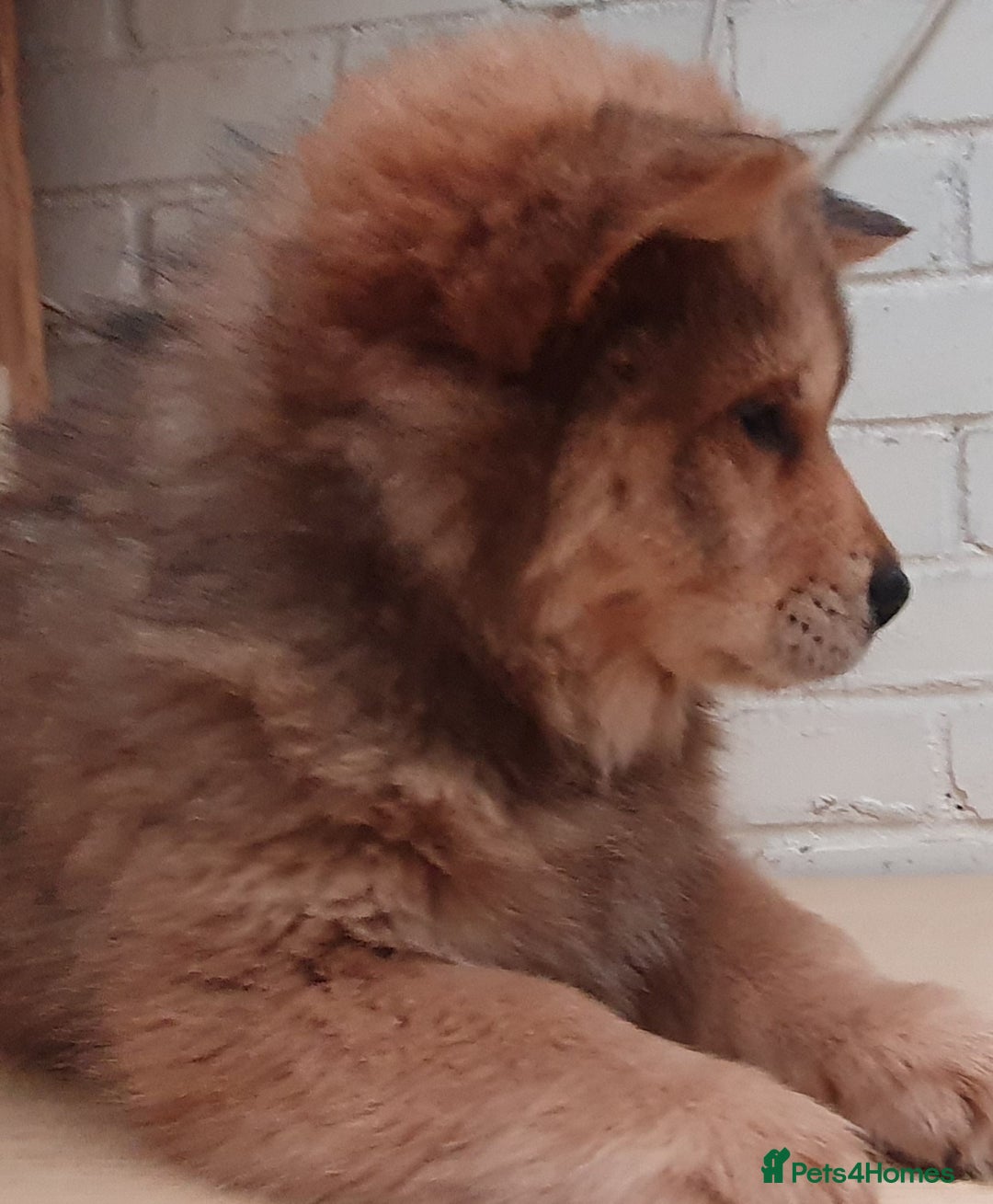 Mixed Breed dogs for sale: Chowsky puppies ready to go chow x siberian husky - Advert 38