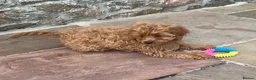 Cavapoo dogs for sale: Two lovely Cavapoo boys - Advert 8