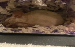 Mouse rodents for sale: 2 female Siamese fancy mice  - Image 6