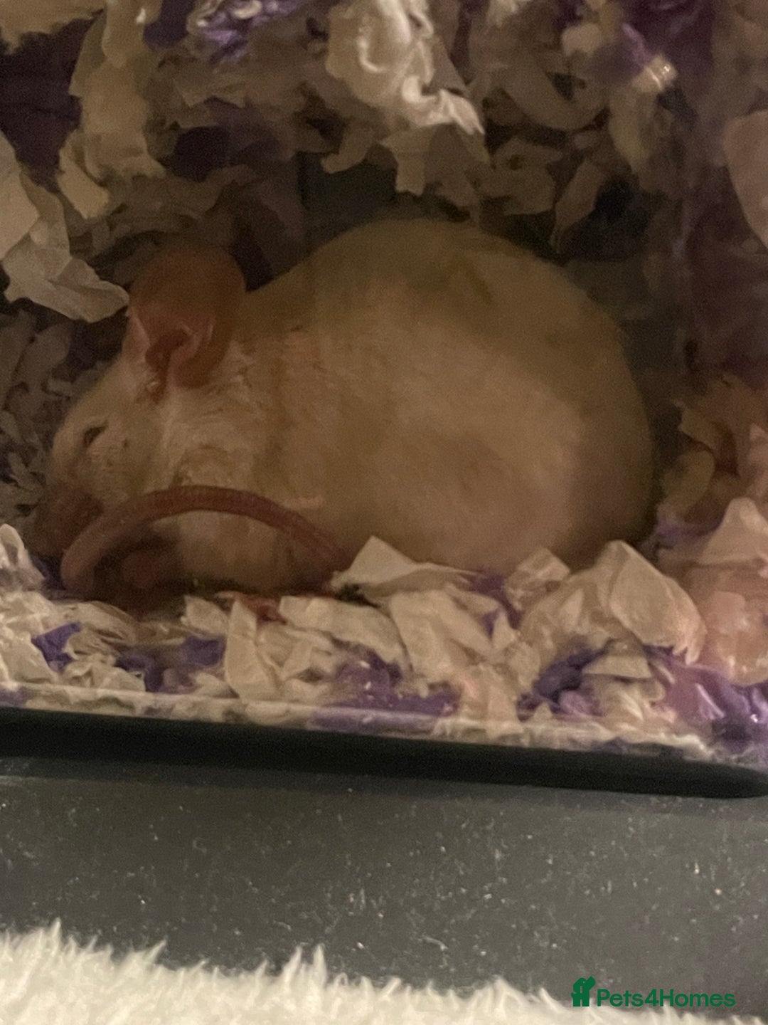 Mouse rodents for sale: 2 female Siamese fancy mice  - Image 6