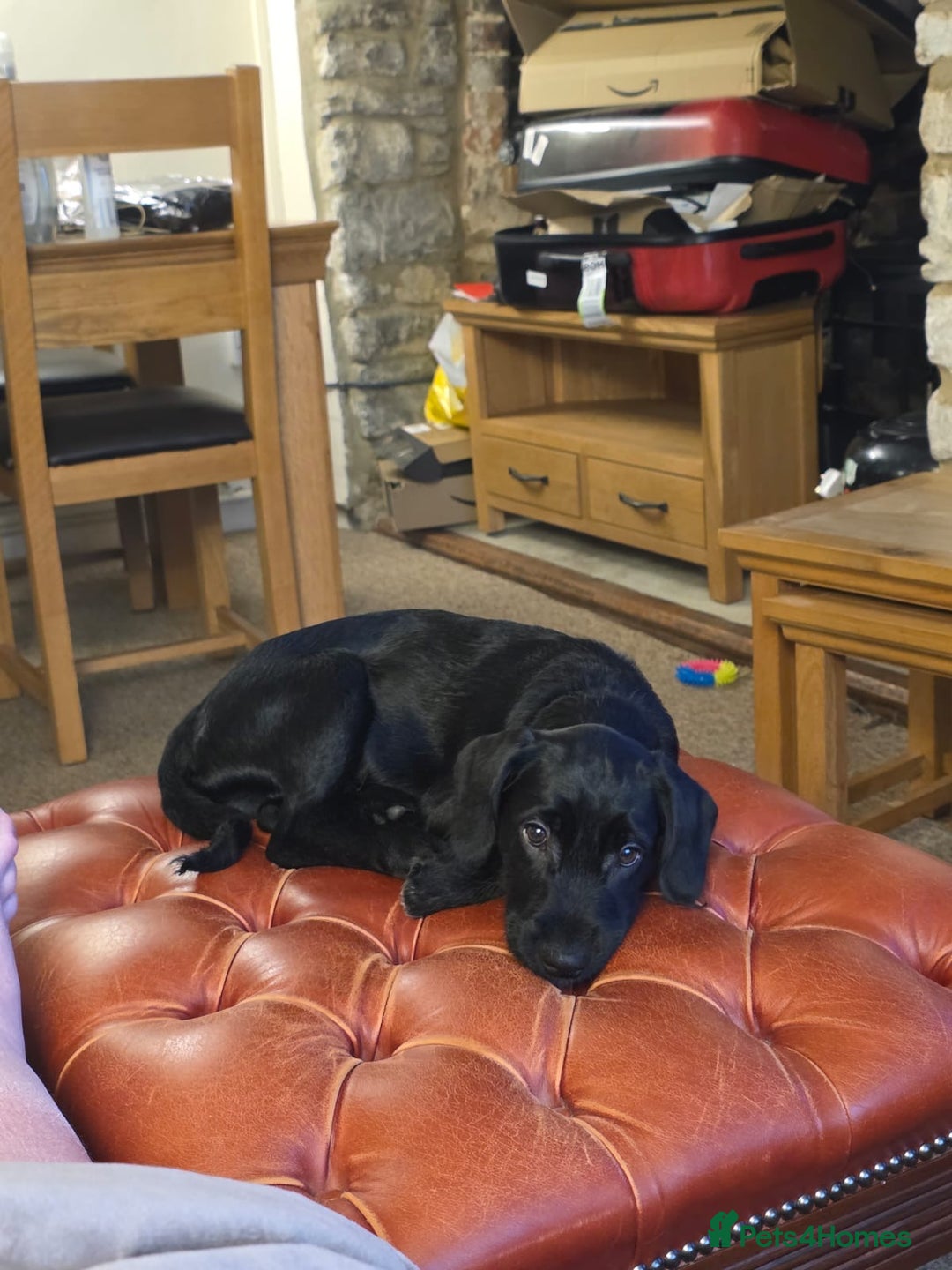 Mixed Breed dogs for sale: 1 Springer Schnoodle puppy left!! Available now - Advert 21