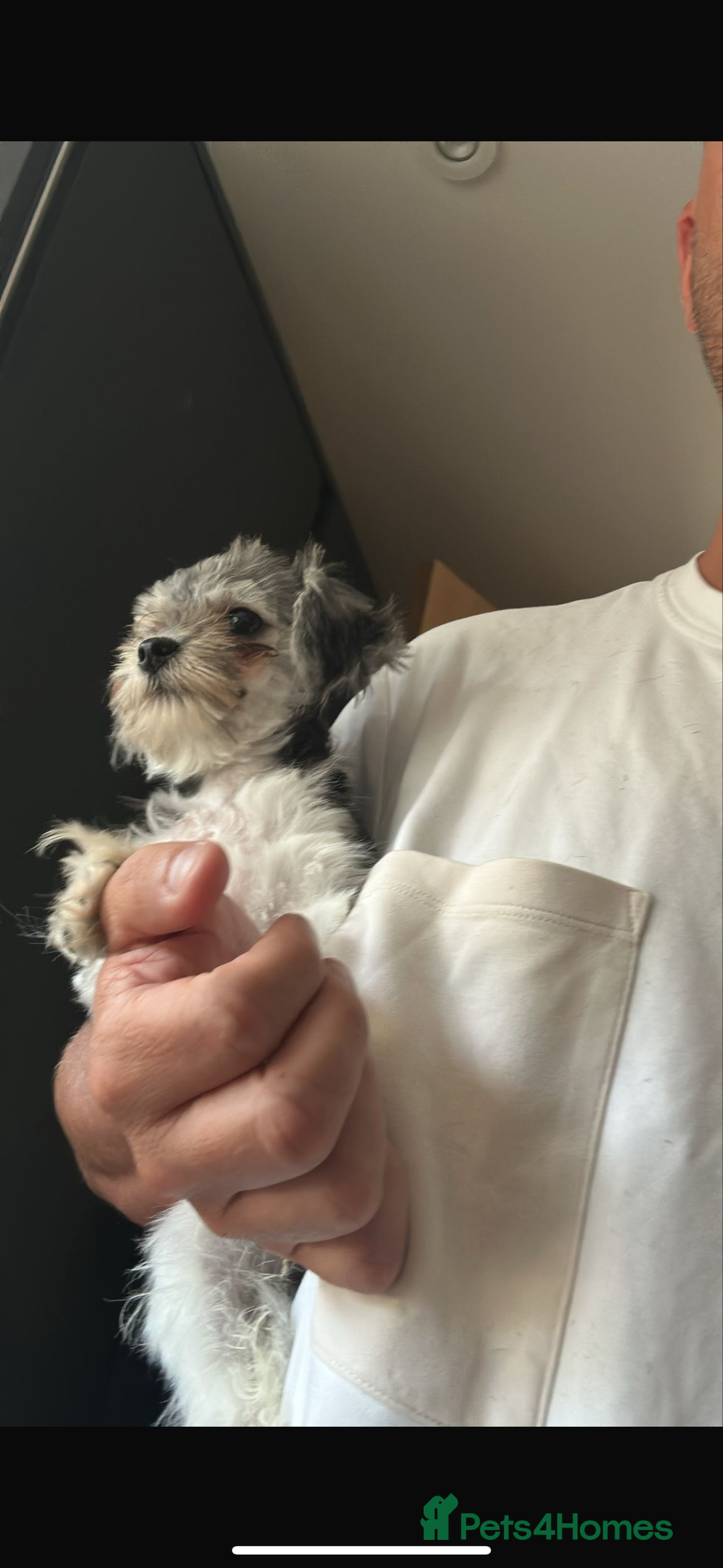 Maltipoo dogs for sale: 11 months old Asian Maltipoo 1.2kg - Advert 5