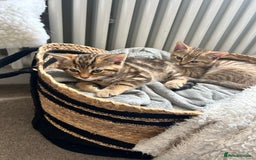 Domestic Shorthair cats for sale: Gorgeous little tabby girl - ready to go - Image 5