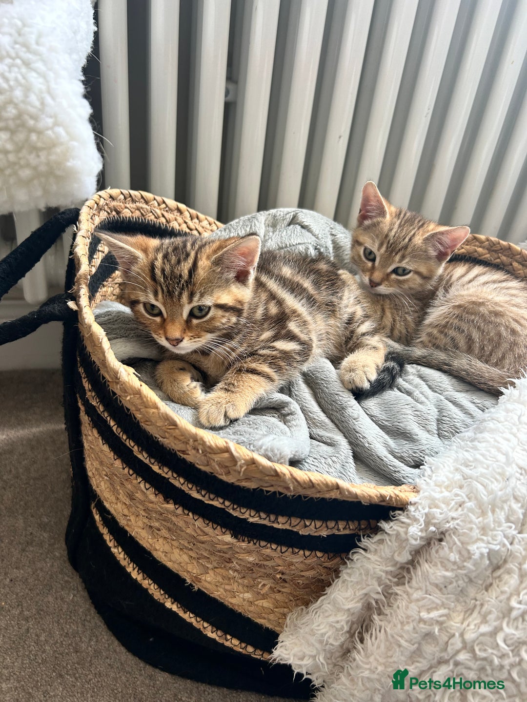Domestic Shorthair cats for sale: Gorgeous little tabby girl - ready to go - Image 5