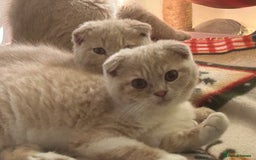 Scottish Fold cats for sale: 🩷🩷🌸Scottish Straight Girl Ready now 🩷🌸 in Haywards Heath - Image 3