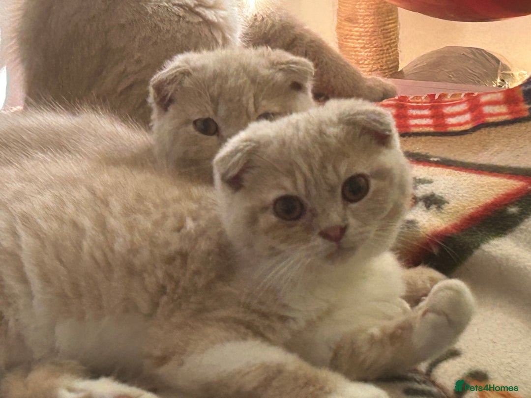 Scottish Fold cats for sale: 🩷🩷🌸Scottish Straight Girl Ready now 🩷🌸 in Haywards Heath - Image 3
