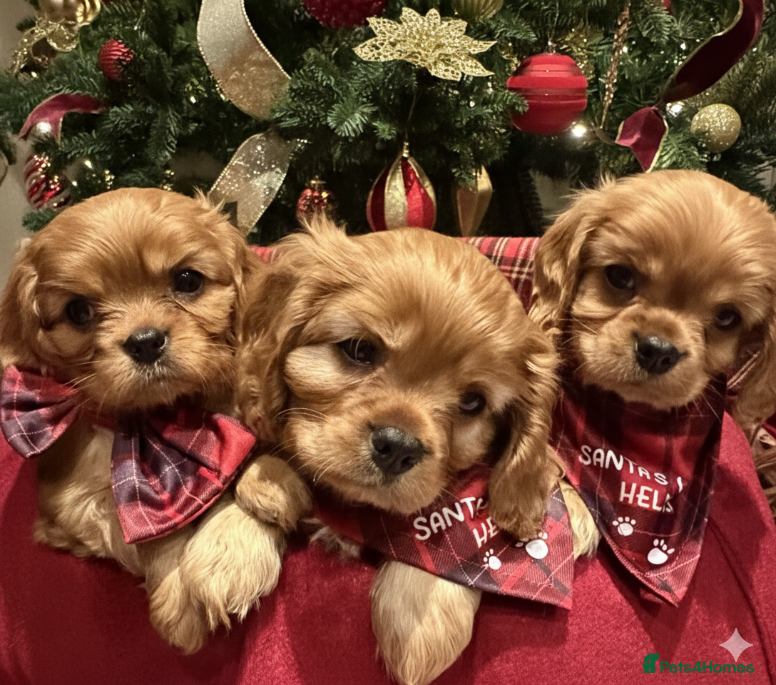 Cavalier King Charles Spaniel dogs Cavalier King Charles Spaniel Puppies KC Reg - Advert 7