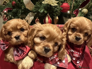 Cavalier King Charles Spaniel dogs Cavalier King Charles Spaniel Puppies KC Reg - Advert 7
