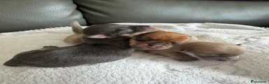 Chihuahua 1