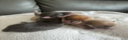 Chihuahua dogs for sale:  ** s  apple heads chihuahuas  in Evesham - Advert 6