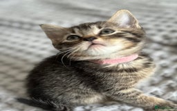 American Shorthair cats for sale: 🌟Adorable kittens now ready 4 forever home🌟 - Image 7