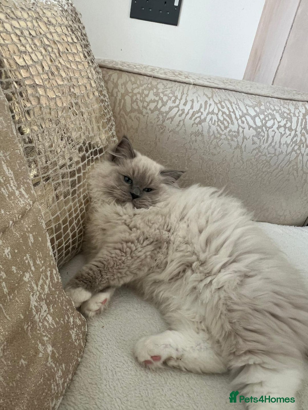 Ragdoll cats for sale: Bella,jordan,gucci,lylia - Advert 6