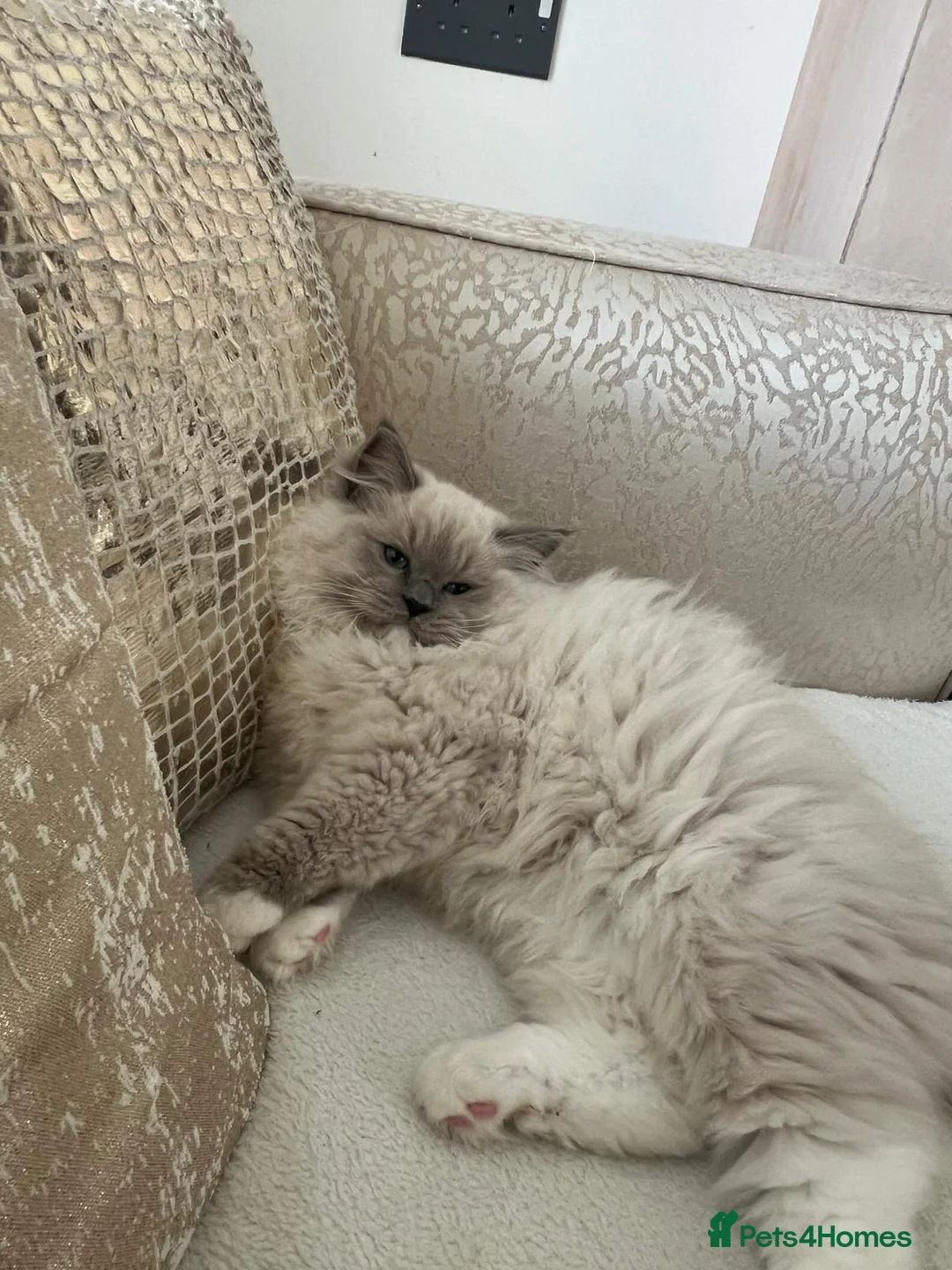 Ragdoll cats for sale: Bella,jordan,gucci,lylia - Advert 6