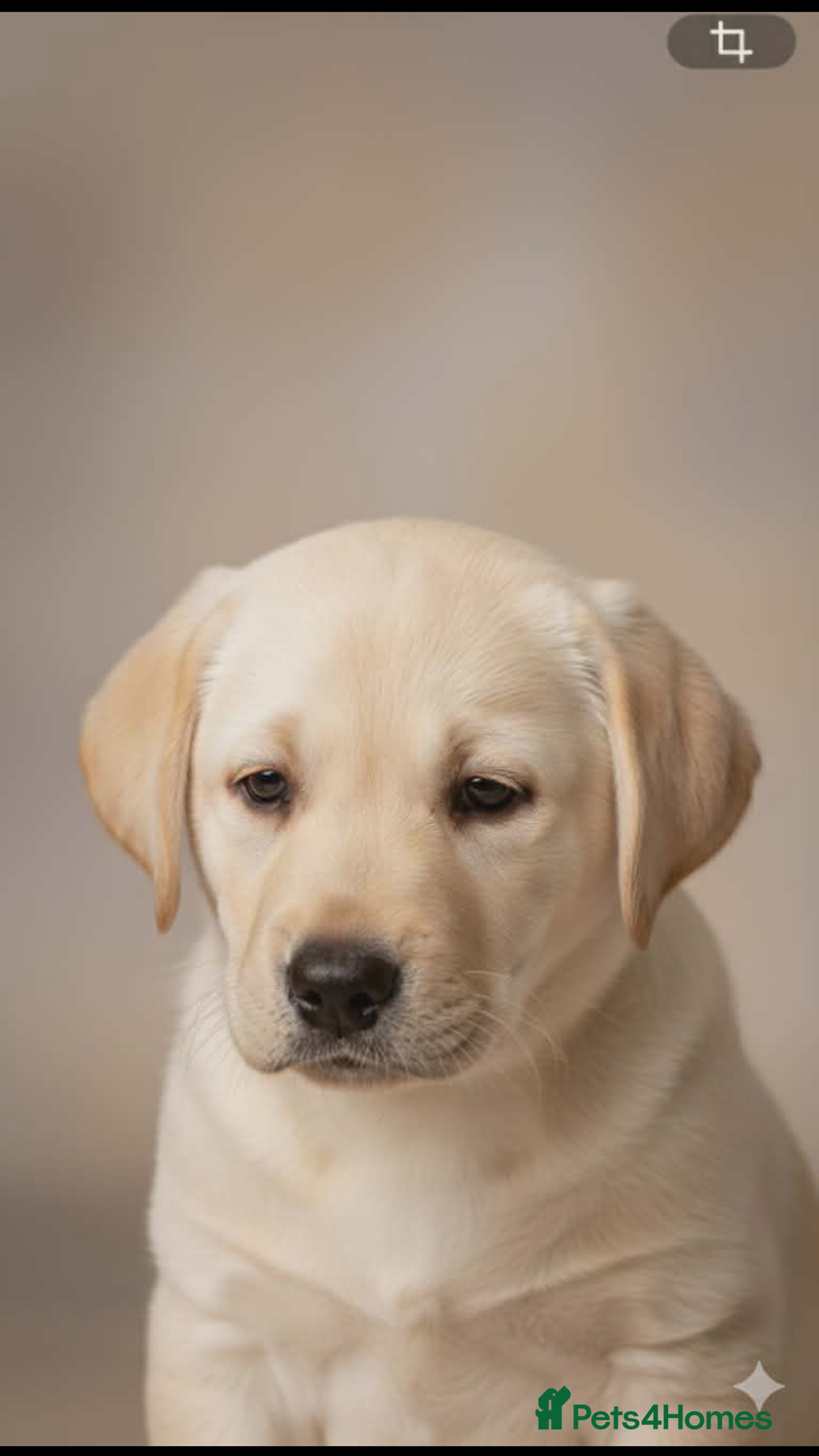 Labrador Retriever dogs for sale: Stunning Yellow Puppies - Advert 4
