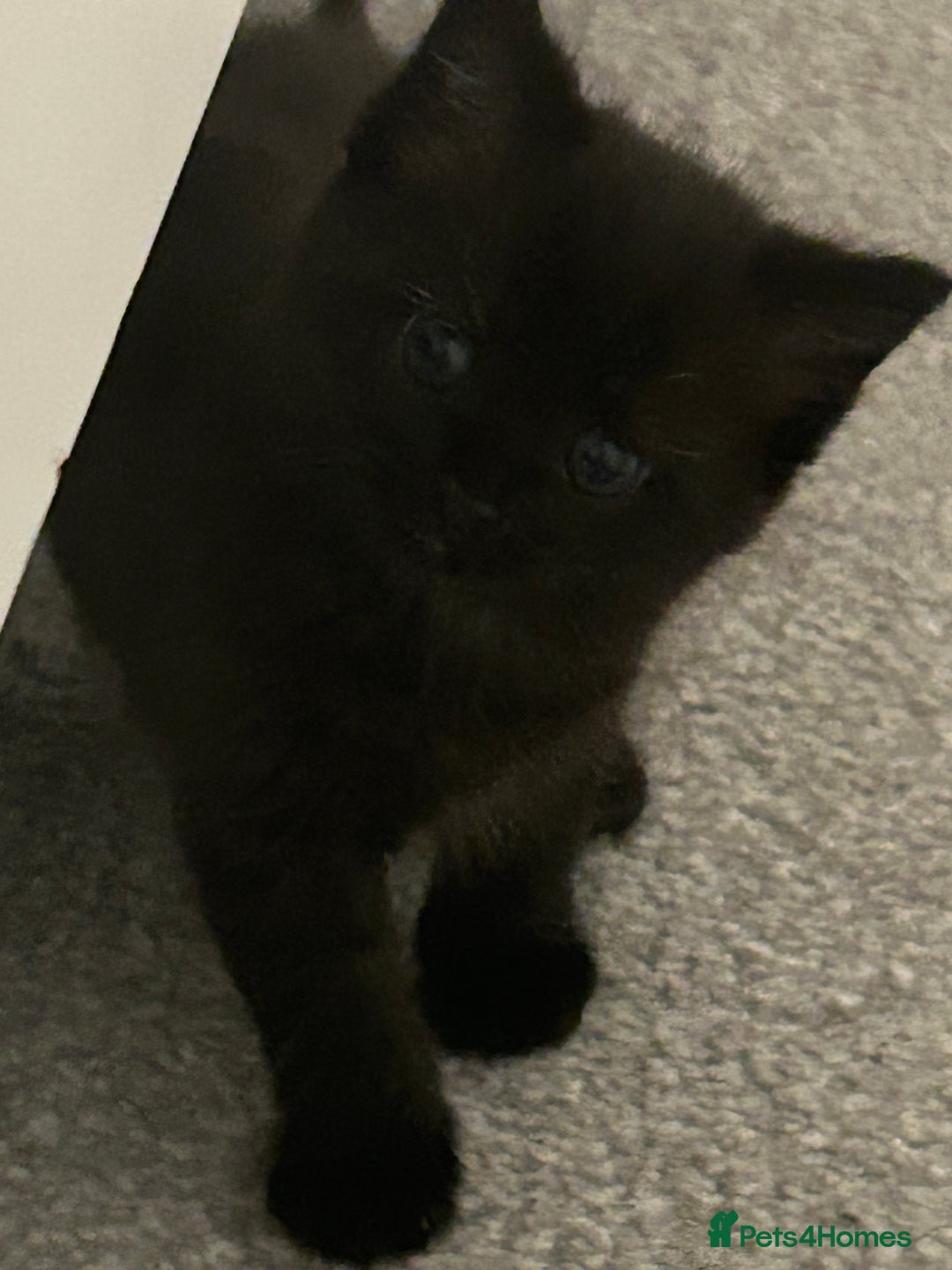 Domestic Shorthair cats for sale: Kittens - Image 4