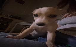Mixed Breed dogs for sale: Dachshund crossed Jack Russell Chihuahua Puppies!  - Image 14