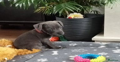 Staffordshire Bull Terrier dogs - Advert 9