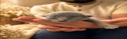 Russian Blue cats for sale: Russian Blue Kittens | TICA & GCCF | Stockport  in Stockport - Advert 7