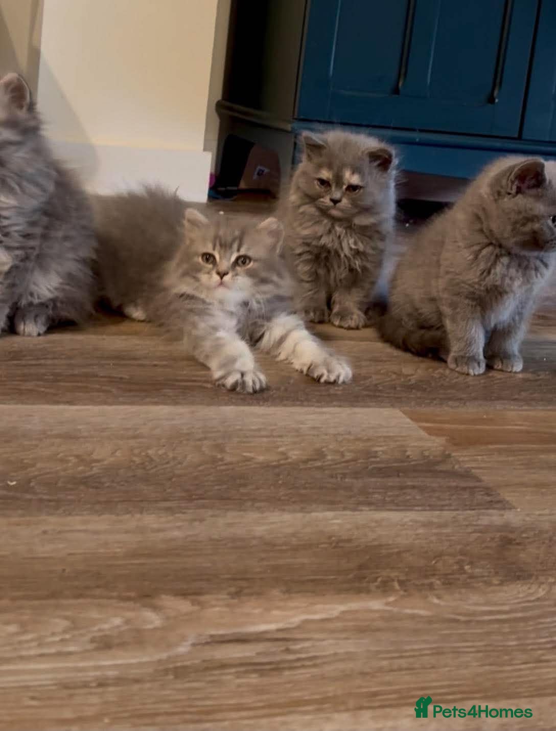 British Shorthair cats Beautiful British Shorthair Kittens - Advert 2