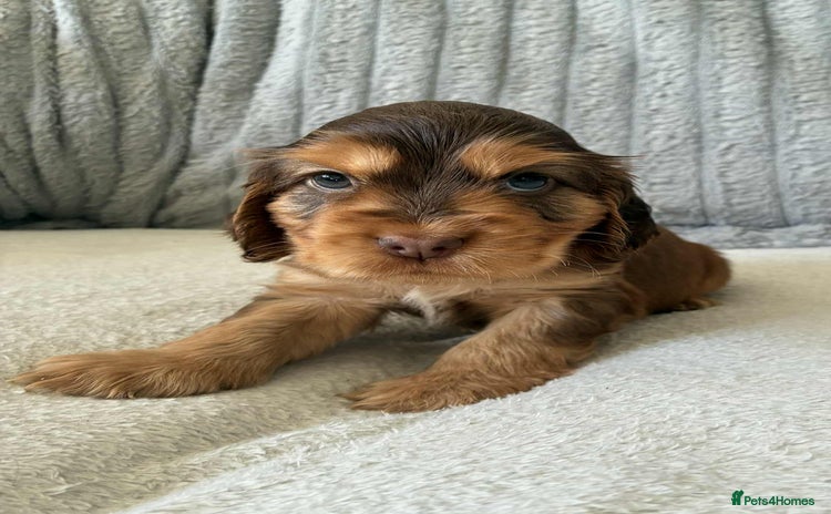 Cocker Spaniel dogs - Advert 16