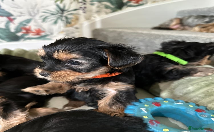 Yorkshire Terrier dogs - Advert 3