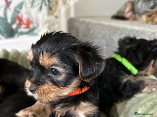 Yorkshire Terrier dogs - Advert 1