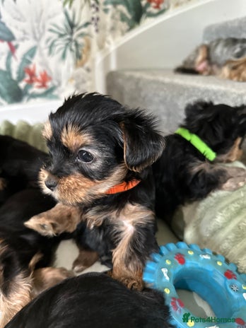 Yorkshire Terrier dogs - Advert 1