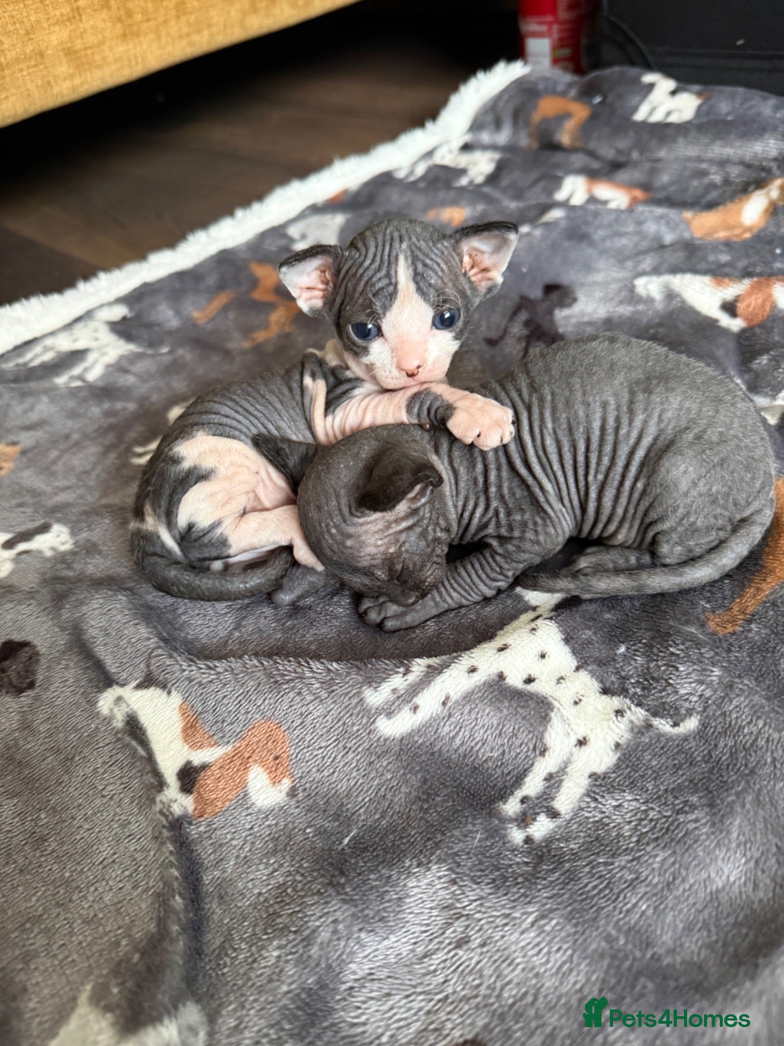 Sphynx cats 5 Beautiful Sphynx Babies  - Advert 23
