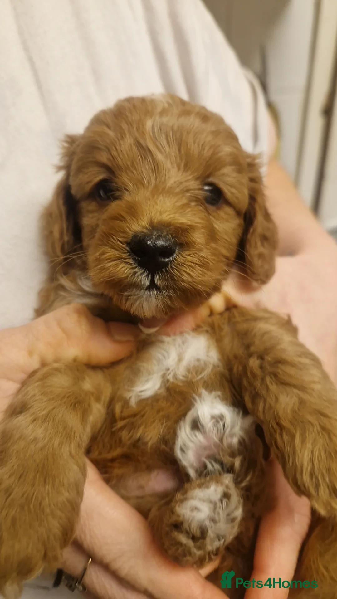 Cockapoo dogs for sale: Toy cockerpoos  - Advert 15