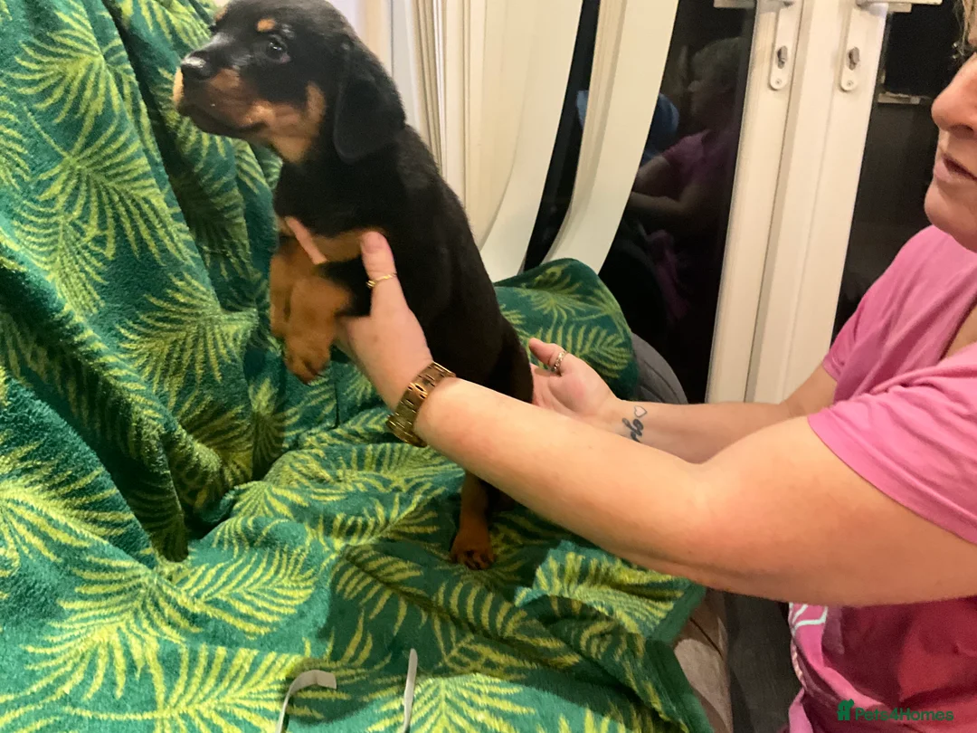 Rottweiler dogs for sale: Rottweiler puppies - Advert 2