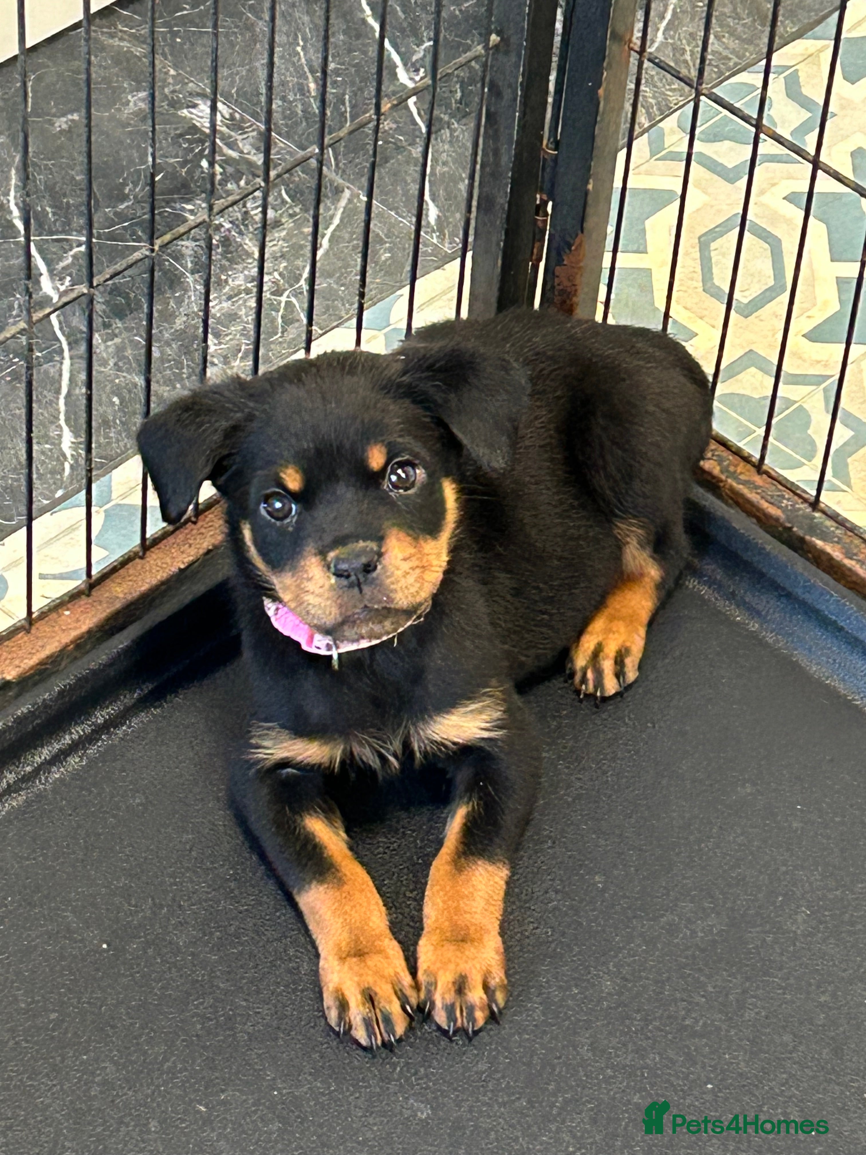 Rottweiler dogs Champion  bloodline Rottwiler Puppies  - Advert 2