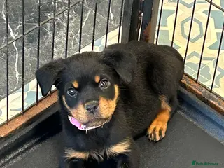 Rottweiler dogs Champion bloodline Rottwiler Puppies - Advert 2