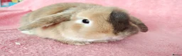 Mini Lop rabbits for sale: Adult mini lop for sale  - Advert 2