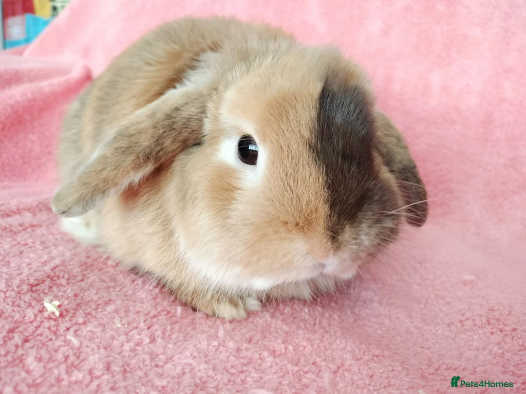 Mini Lop rabbits for sale: Adult mini lop for sale  - Advert 2