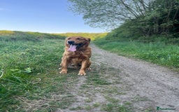 Golden Retriever dogs for sale: Beautiful chunky golden retriever’s  - Image 7