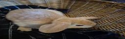 Mini Lion Lop rabbits for sale: READY THIS WEEKEND! Mini Lion Lop Baby Rabbits! - Advert 12