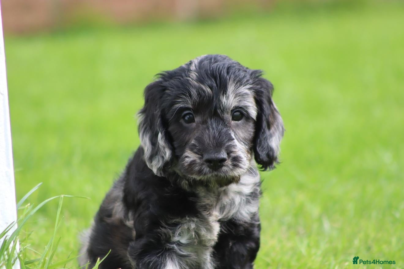 Cockapoo dogs Beautiful Cockapoo puppies for sale  - Advert 1