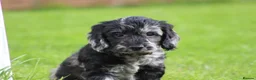 Cockapoo dogs for sale: Beautiful Cockapoo puppies for sale  - Advert 1