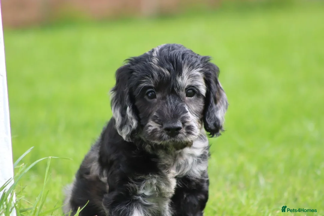 Cockapoo dogs for sale: Beautiful Cockapoo puppies for sale  - Advert 1