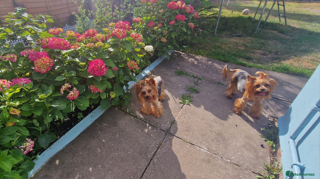 Yorkshire Terrier dogs for sale: Adult York Terrier for sale  - Image 18
