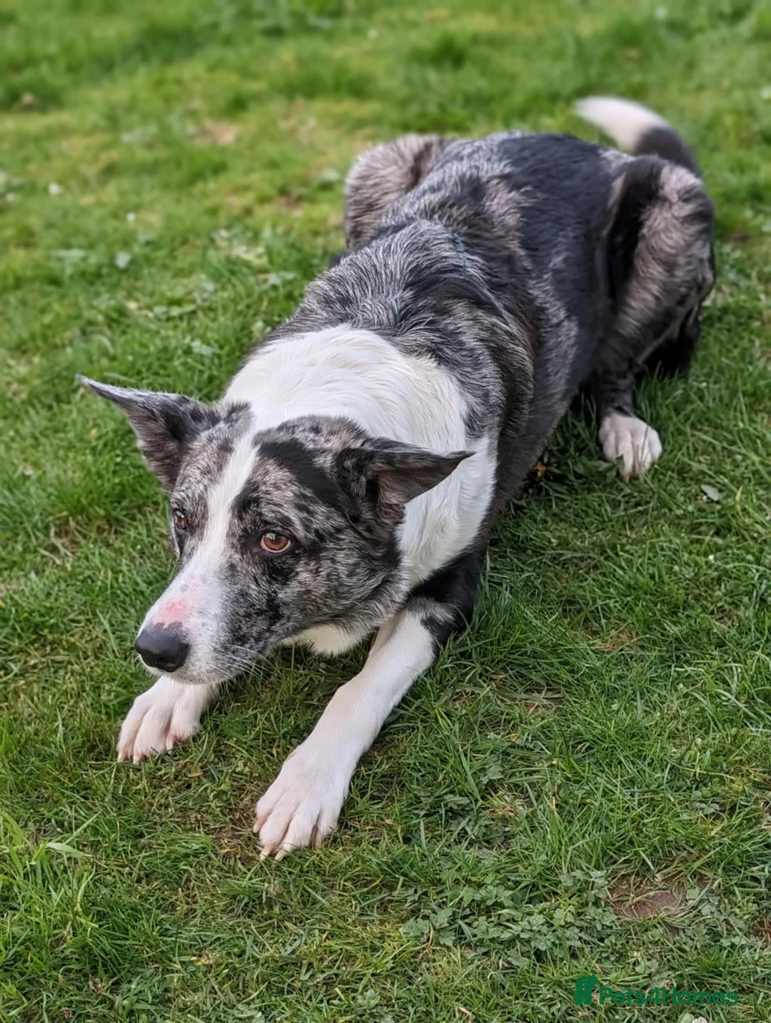 Mixed Breed dogs for sale: Shollie puppies  in Northampton - Advert 6