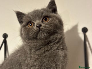 British Shorthair cats - Advert 27