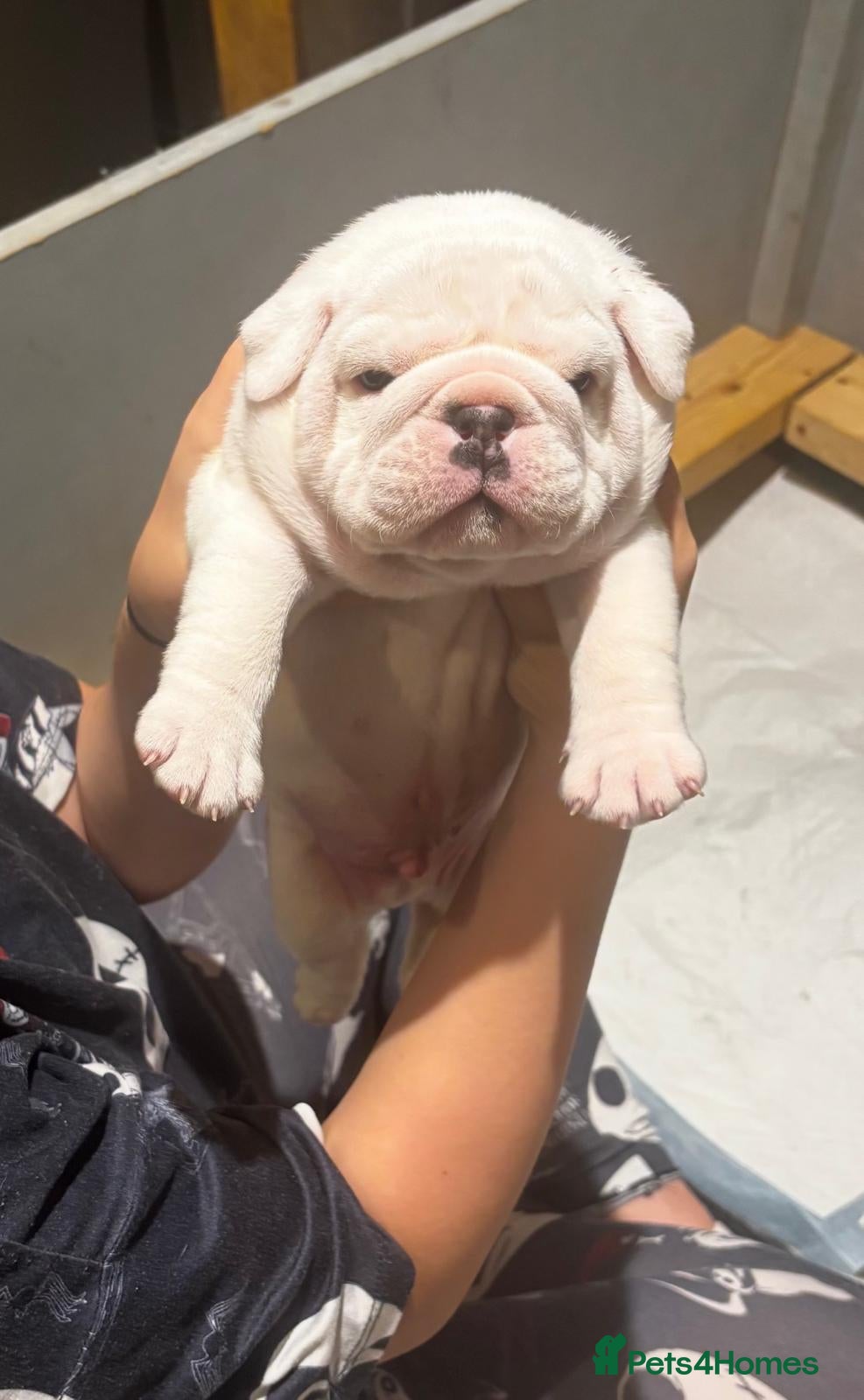 English Bulldog dogs Stunning Red & White English Bulldog Puppies - Advert 6