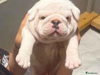 English Bulldog dogs Stunning Red & White English Bulldog Puppies - Advert 3